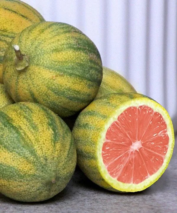 Pink_Variegated_Lemon_?_Rooted_Cutting/Bush