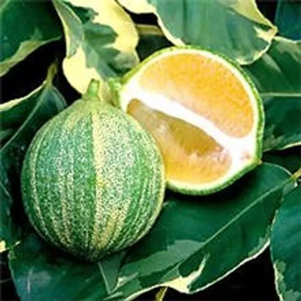 Pink_Variegated_Lemon_?_Rooted_Cutting/Bush