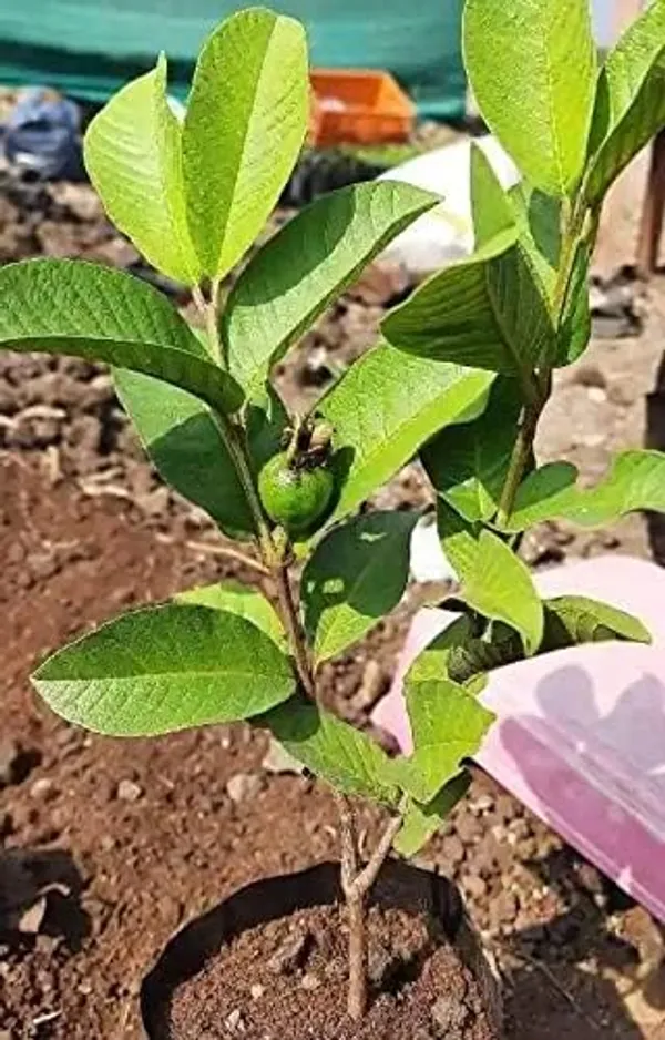 Udanta_Fruit_Seeds_|_Sweet_Red_Psidium_Guajava/Guava_Seeds_for_Home_Garden