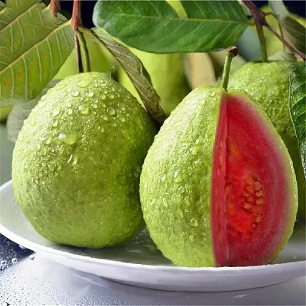 Udanta_Fruit_Seeds_|_Sweet_Red_Psidium_Guajava/Guava_Seeds_for_Home_Garden
