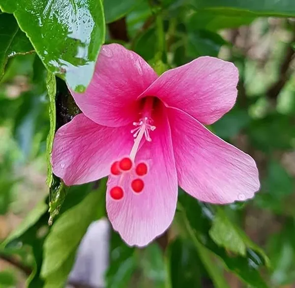 Pink_Joba_Plant
