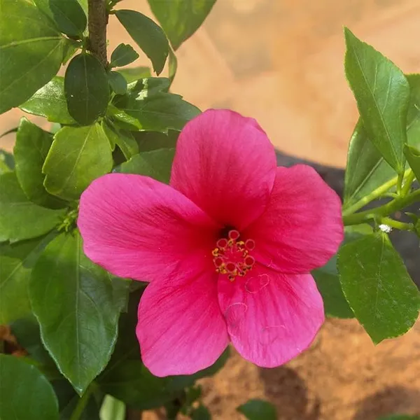 Pink_Joba_Plant