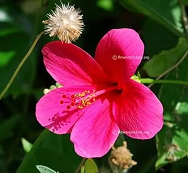 Pink_Joba_Plant