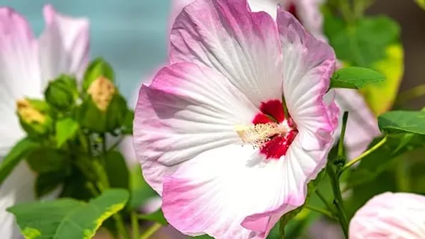 Pink_Joba_Plant