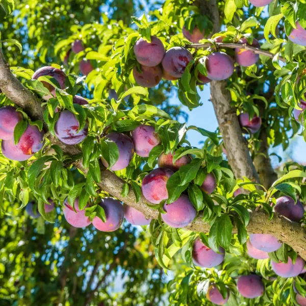 Plum_Plant_(Prunus_Domestica)_Aloo_Bukhara