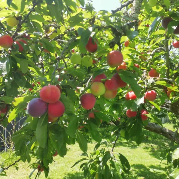 Plum_Plant_(Prunus_Domestica)_Aloo_Bukhara