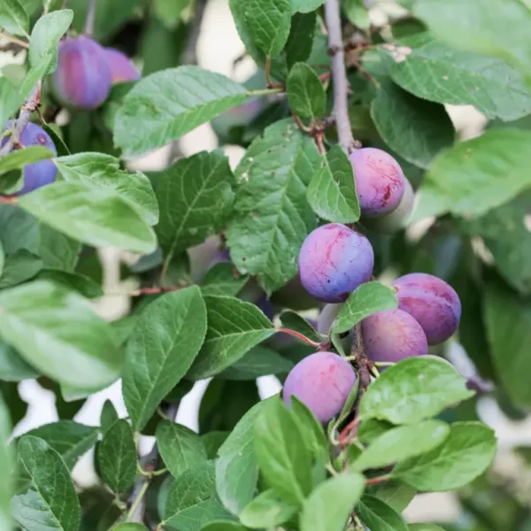 Plum_Plant_(Prunus_Domestica)_Aloo_Bukhara