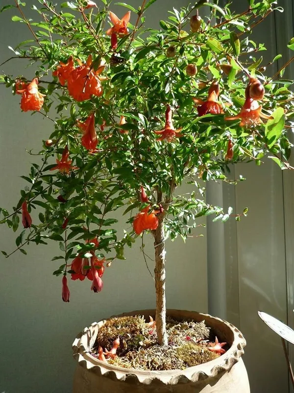 Pomegranate_Tree_In_A_Pot_Easily_(Anar)