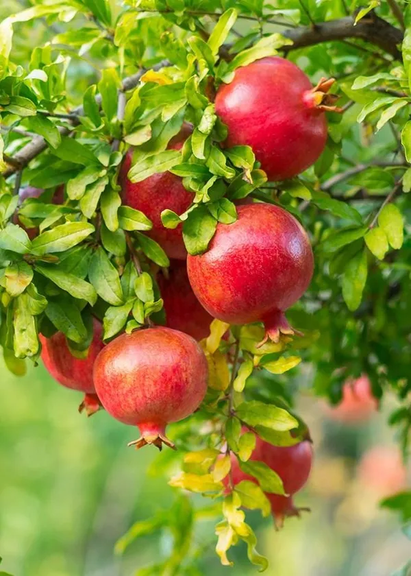 Pomegranate_Tree_In_A_Pot_Easily_(Anar)