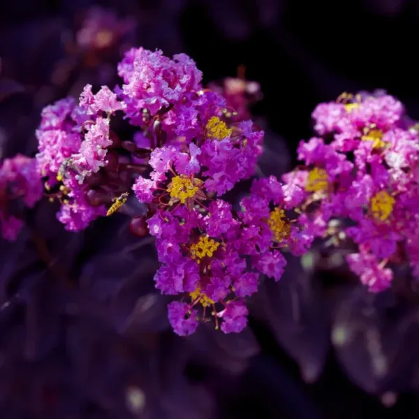 Purple_Crape_Myrtle_Black_Diamond_|_Lagerstroemia_"Purely_Purple"-_Plants