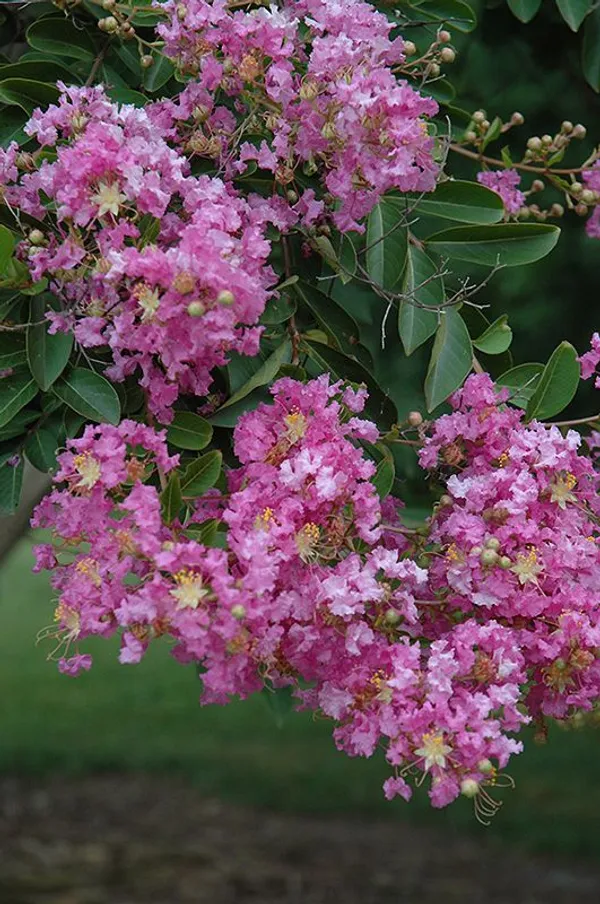 Purple_Crape_Myrtle_Black_Diamond_|_Lagerstroemia_"Purely_Purple"-_Plants