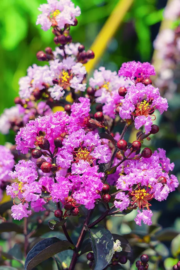 Purple_Crape_Myrtle_Black_Diamond_|_Lagerstroemia_"Purely_Purple"-_Plants