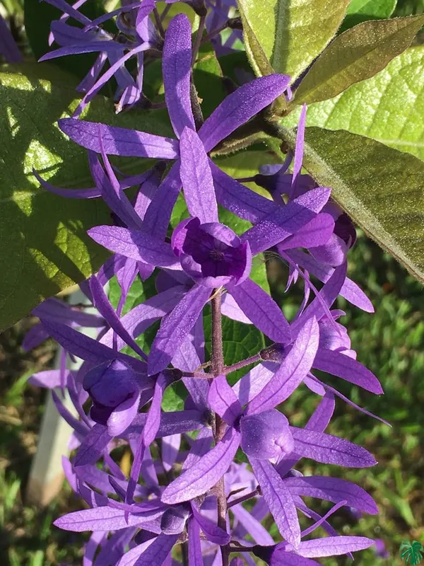 Purple_Wreath_Petrea_Volubilis_Sandpaper_Vine_Flower_Plant