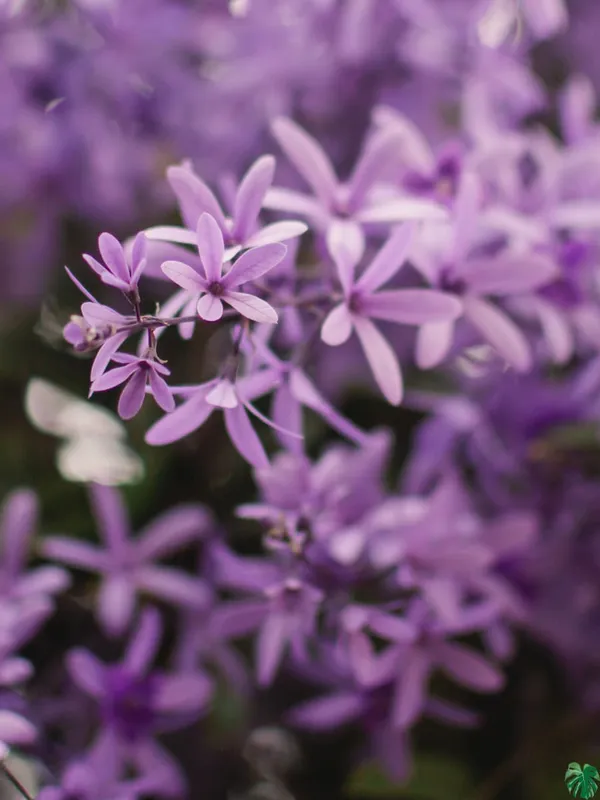 Purple_Wreath_Petrea_Volubilis_Sandpaper_Vine_Flower_Plant