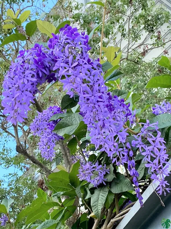Purple_Wreath_Petrea_Volubilis_Sandpaper_Vine_Flower_Plant