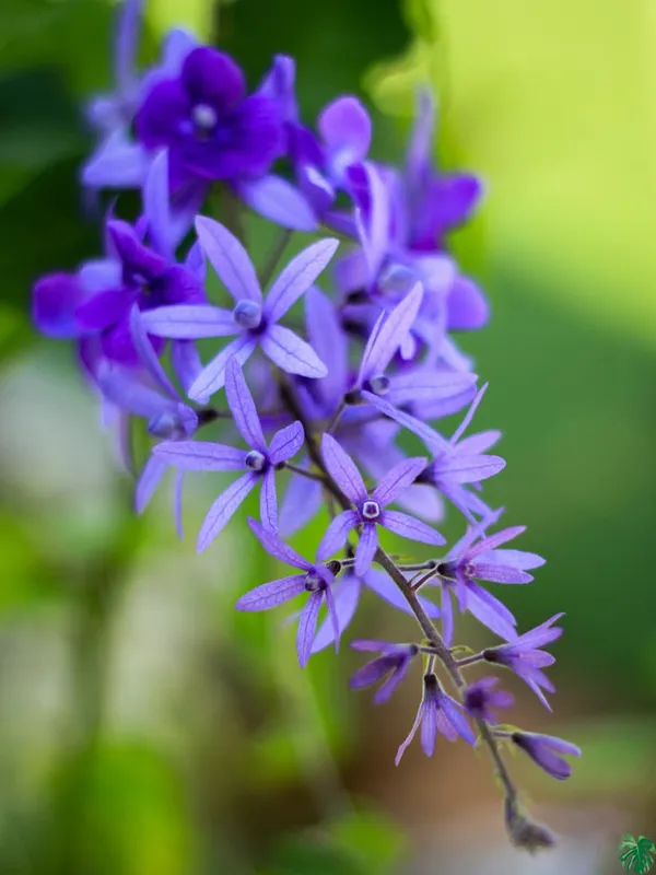 Purple_Wreath_Petrea_Volubilis_Sandpaper_Vine_Flower_Plant