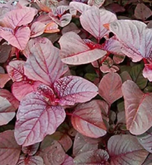 Red_Amaranthus,Laal_Saag,Red_Cheera,_Red_Spinach_Vegetable_Seeds_|_Organic_Leafy_Vegetables_Planting_Seeds_For_Indoors_(4_Grams)_Gardening_Indoor_Outdoor_Vegetables_Seeds