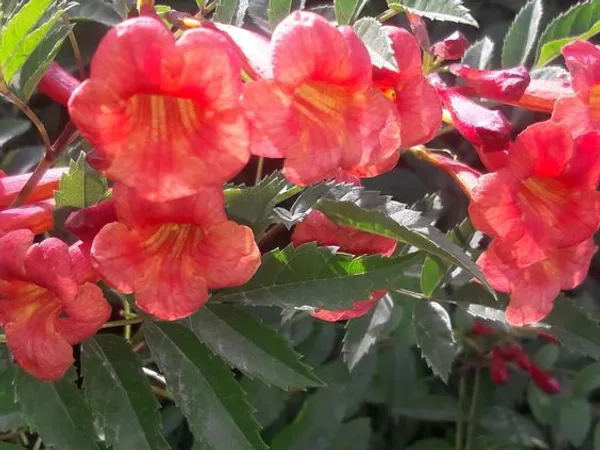 Red_Tecoma_Plant