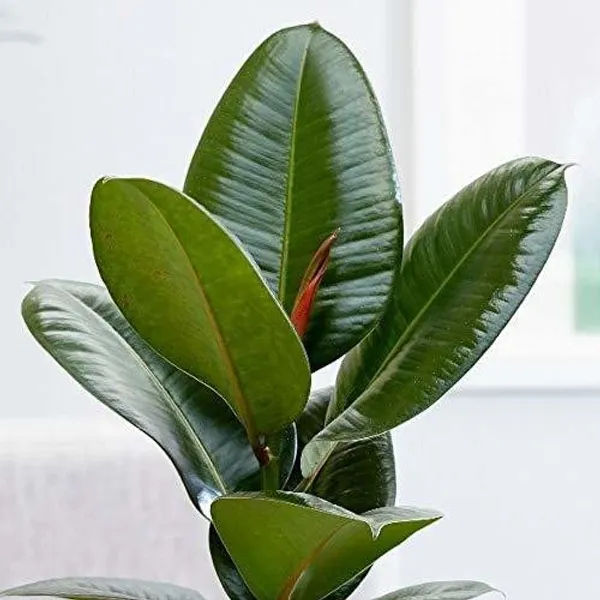Rubber_Tree_Indoor_&_Outdoor__Plant