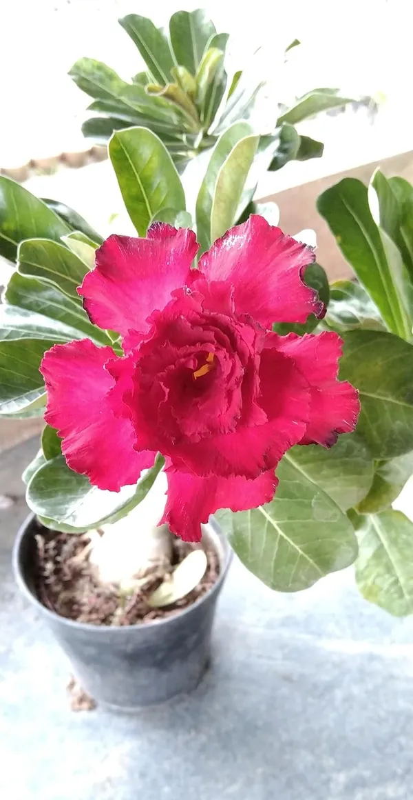Rosy_Adenium/Desert_Rose_Grafted1_Healthy__Plant_With_Pot