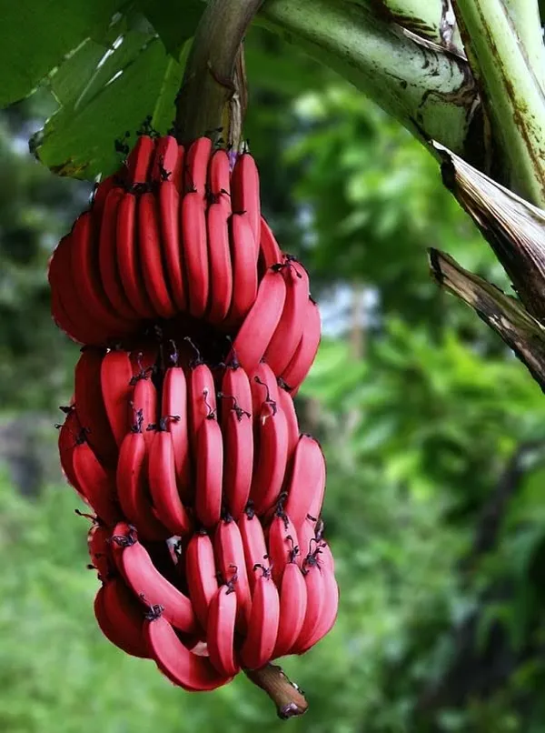 Red_Banana_Fruit_Plant_/_Hybrid_Red_Banana_Bonsai_Seed