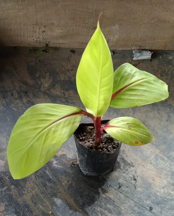 Red_Banana_Fruit_Plant_/_Hybrid_Red_Banana_Bonsai_Seed