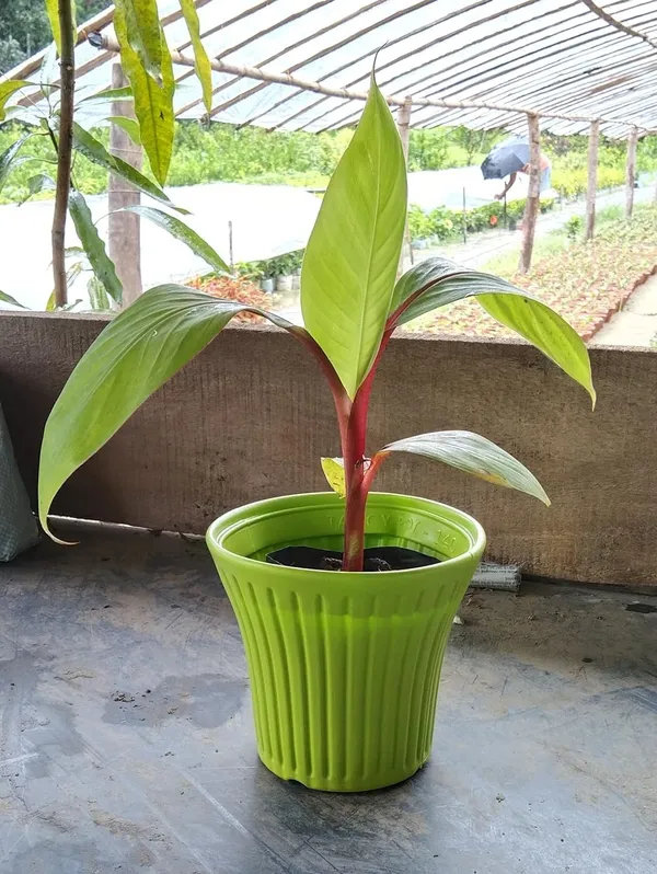 Red_Banana_Fruit_Plant_/_Hybrid_Red_Banana_Bonsai_Seed