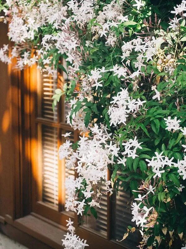 Raat_Rani_-_Night_Blooming_Jasmine_Plant