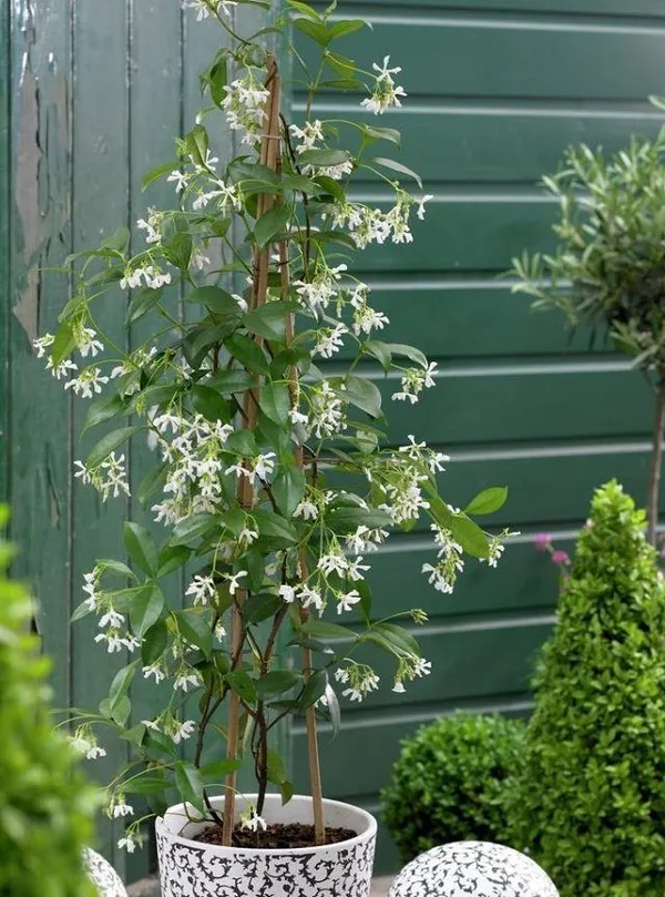 Raat_Rani_-_Night_Blooming_Jasmine_Plant