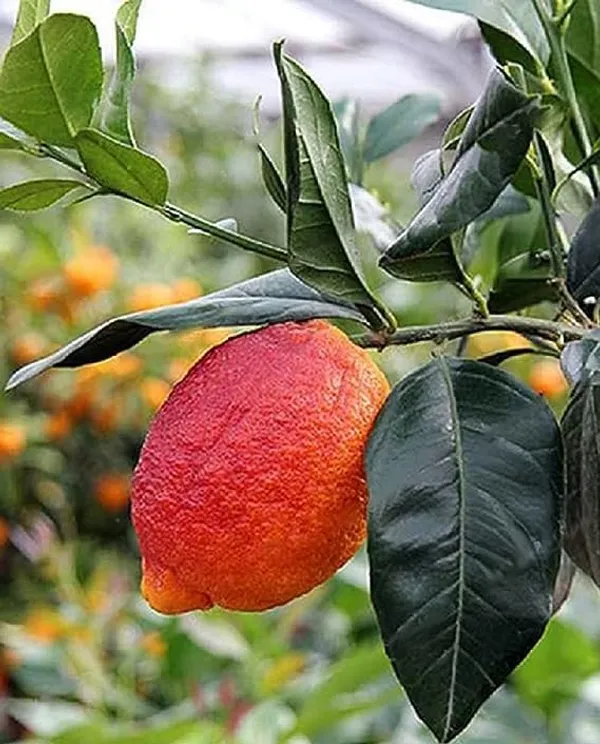 Nimbu_Red_Lemon_Variety_Fruit_Grafted__Plants_Tree_For_Home_Gardening_Outdoor__Plants_Fruit__Plants