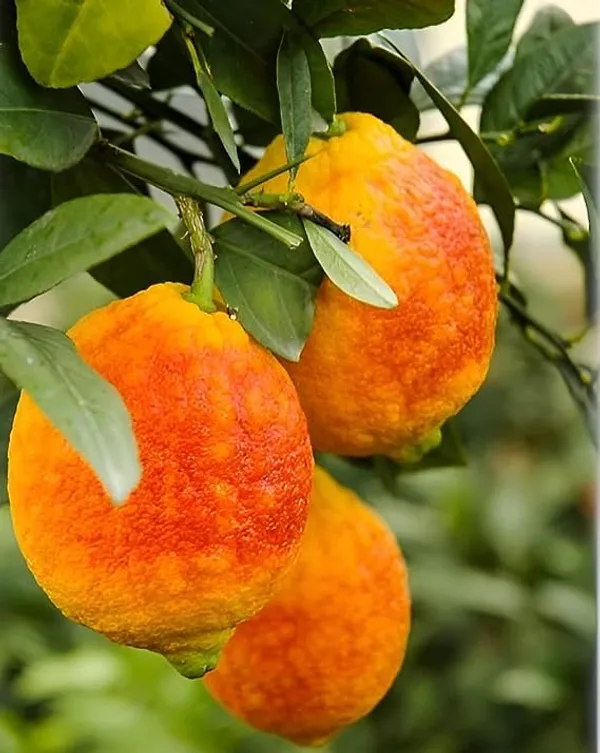 Nimbu_Red_Lemon_Variety_Fruit_Grafted__Plants_Tree_For_Home_Gardening_Outdoor__Plants_Fruit__Plants