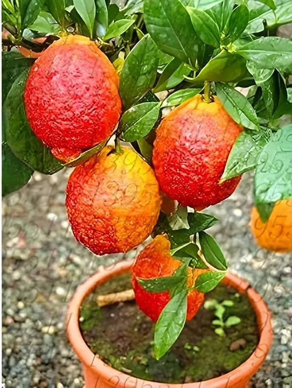 Nimbu_Red_Lemon_Variety_Fruit_Grafted__Plants_Tree_For_Home_Gardening_Outdoor__Plants_Fruit__Plants
