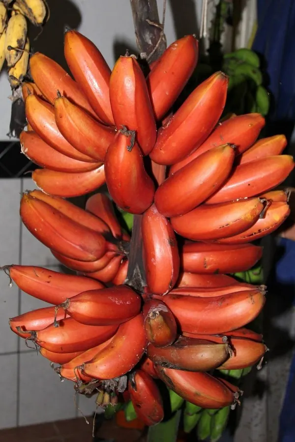 Red_Banana_Plant