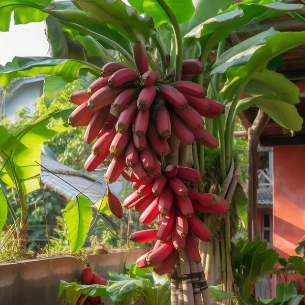 Red_Banana_Plant