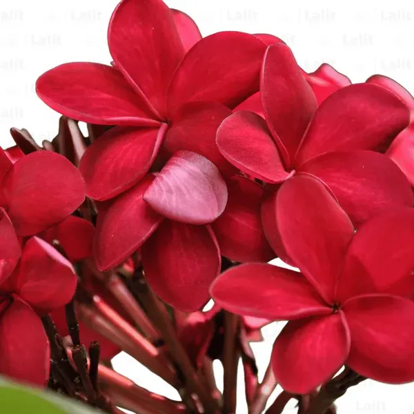 Red_Frangipani_|_Red_Champa_|_Plumeria_Alba_(Red)_-_Plant