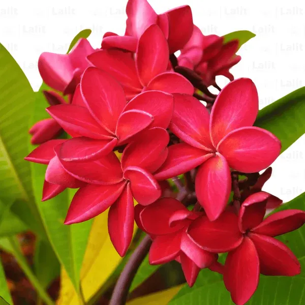 Red_Frangipani_|_Red_Champa_|_Plumeria_Alba_(Red)_-_Plant