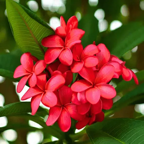 Red_Frangipani_|_Red_Champa_|_Plumeria_Alba_(Red)_-_Plant
