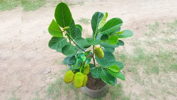 Red_Jackfruit_Plant_-_Vietnam_All_Season_Grafted_Daeng_Surya_Fruit_Tree_Height_2-3_Feet,_Pack_of_1_Plant