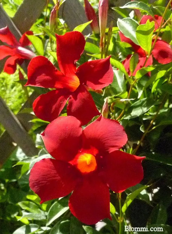 Red_Mandevilla_FlowerPlant