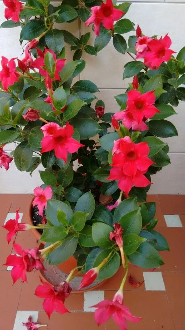 Red_Mandevilla_FlowerPlant