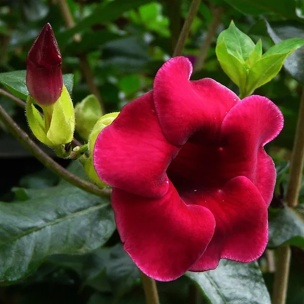 Red_Mandevilla_FlowerPlant