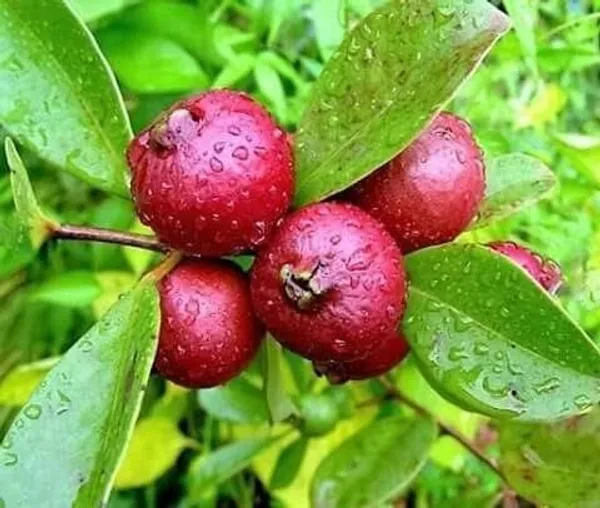 All_Time_Original_Natural_Fresh_India_Special_Variety__Healthy_Tasty_Red_Guava_FruitTree_Plant_(pack_of_1)_For_wonderful_Home_Garden_Outdoor_&_Indoor_Fruit_Plant_Tree