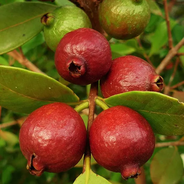 All_Time_Original_Natural_Fresh_India_Special_Variety__Healthy_Tasty_Red_Guava_FruitTree_Plant_(pack_of_1)_For_wonderful_Home_Garden_Outdoor_&_Indoor_Fruit_Plant_Tree