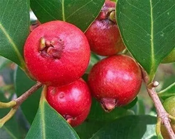 All_Time_Original_Natural_Fresh_India_Special_Variety__Healthy_Tasty_Red_Guava_FruitTree_Plant_(pack_of_1)_For_wonderful_Home_Garden_Outdoor_&_Indoor_Fruit_Plant_Tree
