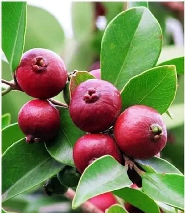 All_Time_Original_Natural_Fresh_India_Special_Variety__Healthy_Tasty_Red_Guava_FruitTree_Plant_(pack_of_1)_For_wonderful_Home_Garden_Outdoor_&_Indoor_Fruit_Plant_Tree
