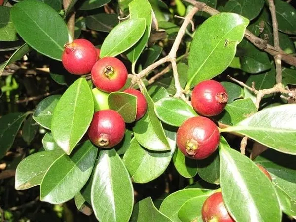 All_Time_Original_Natural_Fresh_India_Special_Variety__Healthy_Tasty_Red_Guava_FruitTree_Plant_(pack_of_1)_For_wonderful_Home_Garden_Outdoor_&_Indoor_Fruit_Plant_Tree