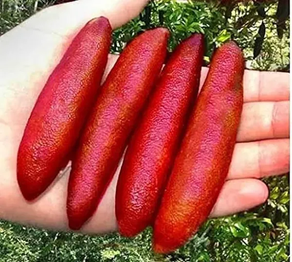 Red_Finger_Lemon_Plant_/Grafted_Healthy_Hybrid_Plant_Australian_Varieties