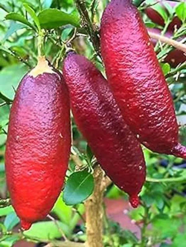Red_Finger_Lemon_Plant_/Grafted_Healthy_Hybrid_Plant_Australian_Varieties