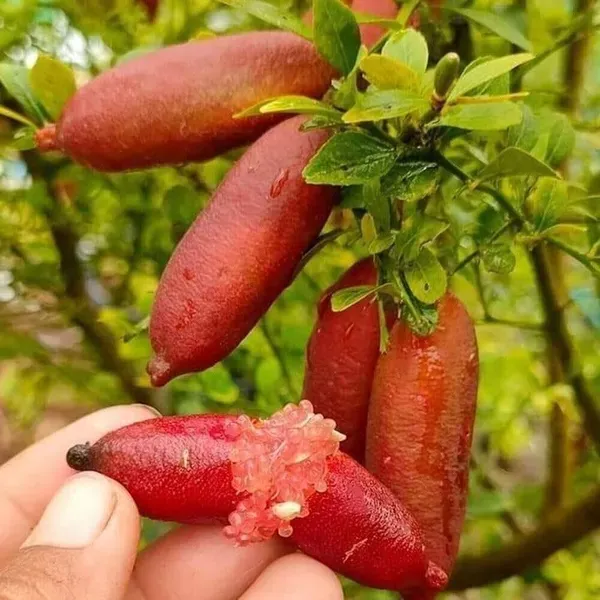 Red_Finger_Lemon_Plant_/Grafted_Healthy_Hybrid_Plant_Australian_Varieties