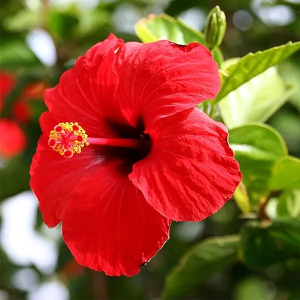 Red_Joba_Plant